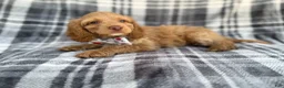 Cockapoo dogs for sale: Trout - Ad 2