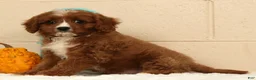 Cavapoo dogs for sale: Ace - Ad 6