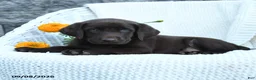 Labrador Retriever dogs for sale: Marlin - Ad 3