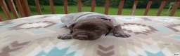 German Shorthaired Pointer dogs for sale: German Shorthaired Pointer Blaze - Ad 3