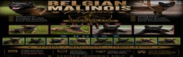 Belgian Malinois dogs for sale: Cleveland - Ad 4