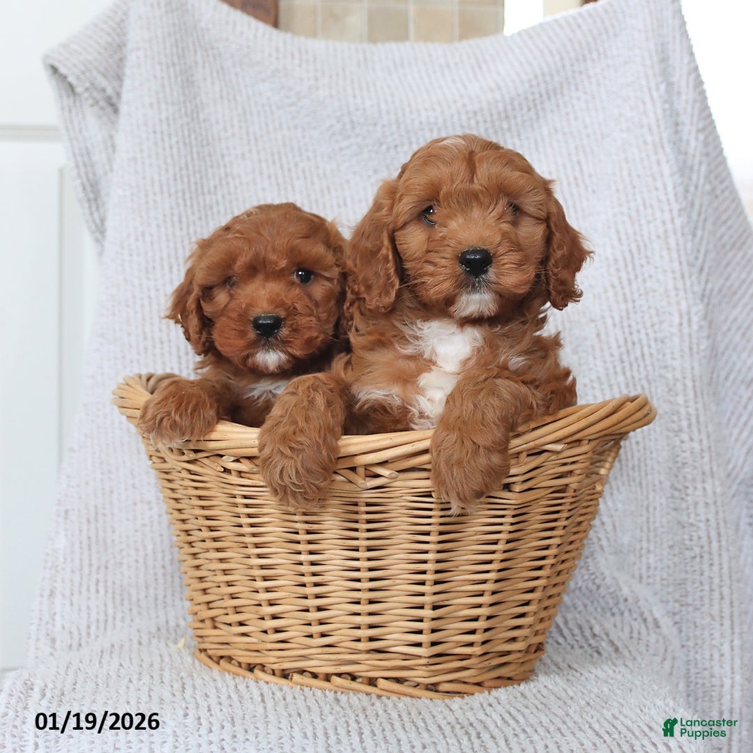 Cavapoo dogs for sale: Oscar - Ad 2