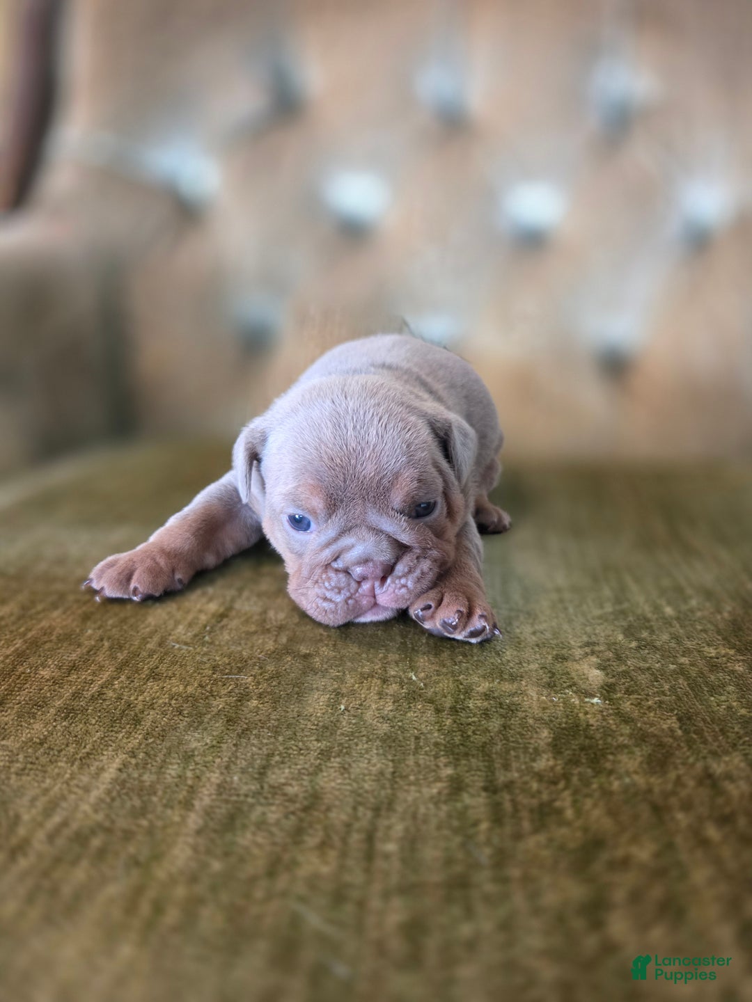 English Bulldog dogs for sale: Tatum - Ad 3