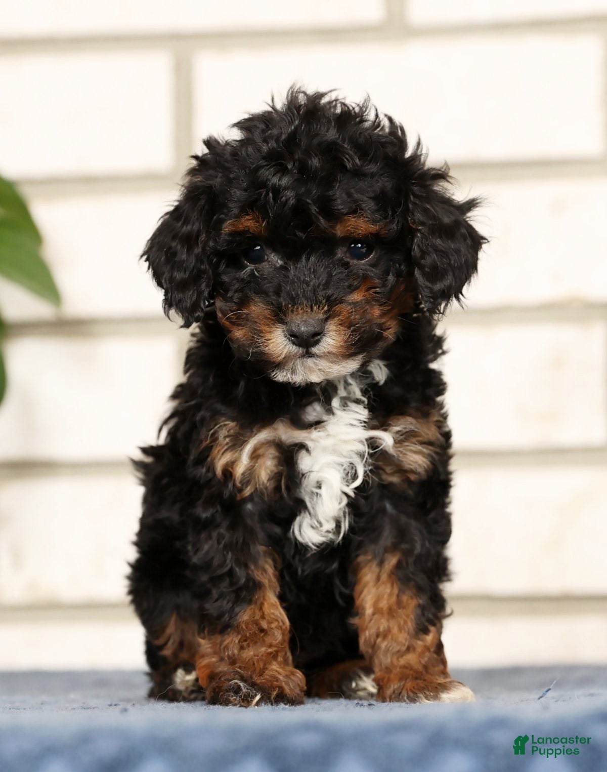 Havapoo dogs Ender - Ad 2