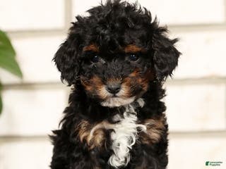 Havapoo dogs Ender - Ad 2