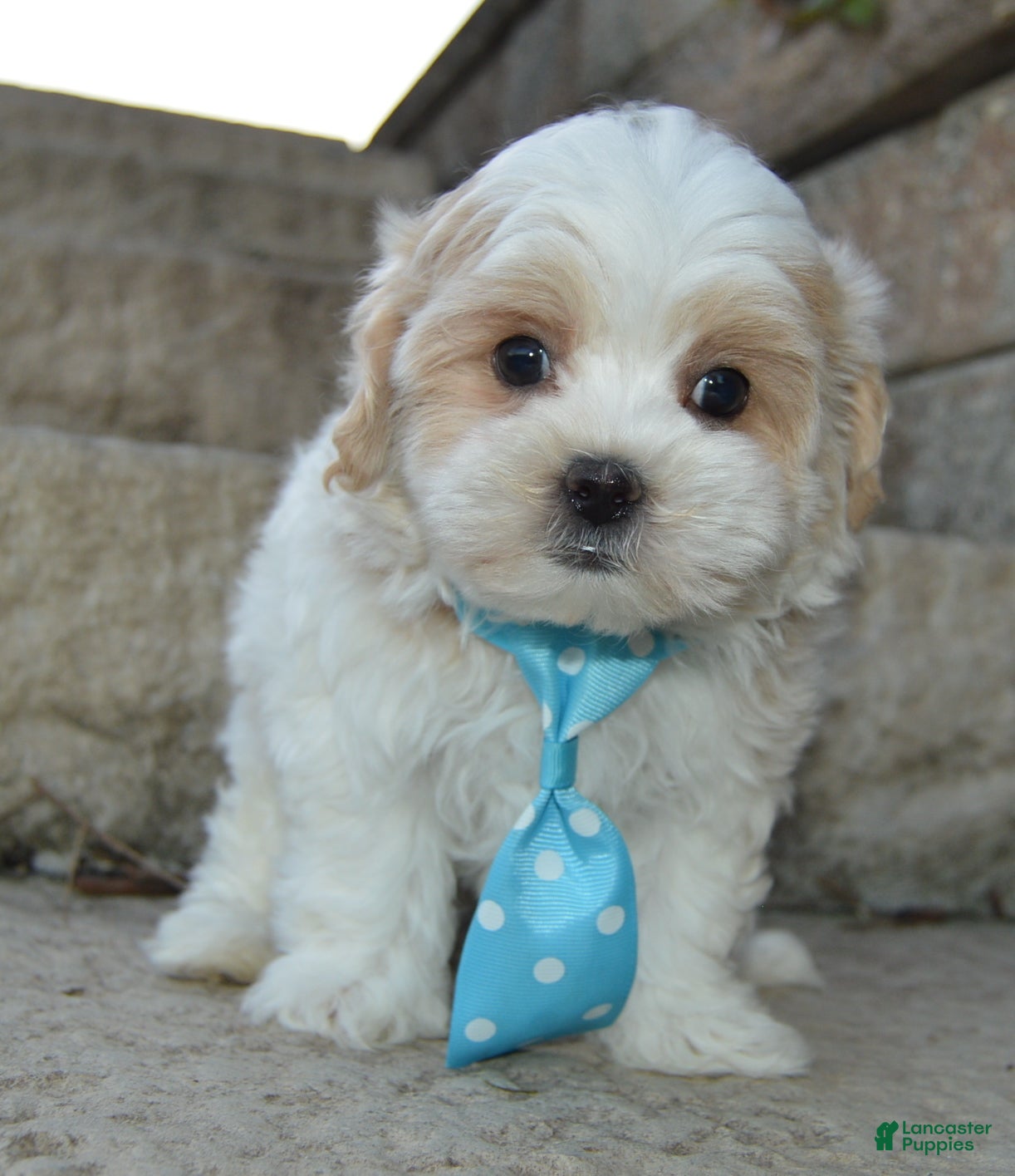 Murphy (Maltipoo, Male) in Celina, OH