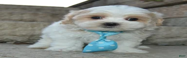 Murphy