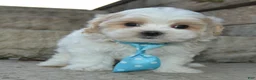 Maltipoo dogs for sale: Murphy - Ad 1