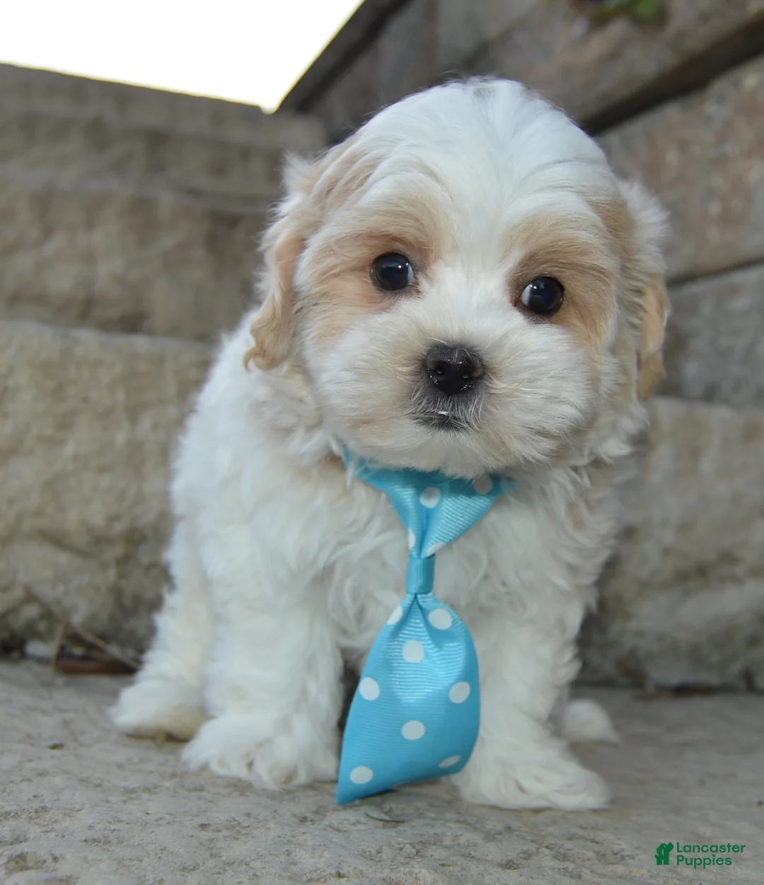 Maltipoo dogs for sale: Murphy - Ad 1