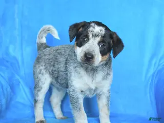 Australian Cattle Dog dogs for sale: Emma - Ad 3