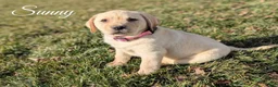 Labrador Retriever dogs for sale: Sunny - Ad 1