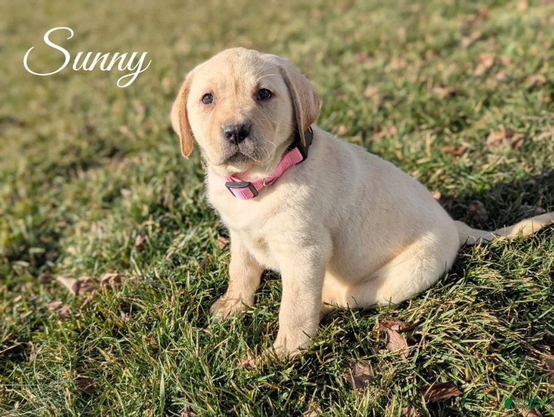 Labrador Retriever dogs for sale: Sunny - Ad 1