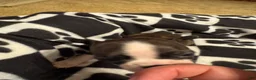 Boston Terrier dogs for sale: Happy-Brindle & white - Ad 3