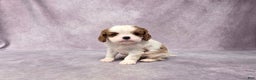 Cavalier King Charles Spaniel dogs for sale: Silas - Ad 1