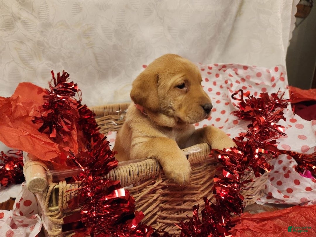 Labrador Retriever dogs for sale: Rosie - Ad 2