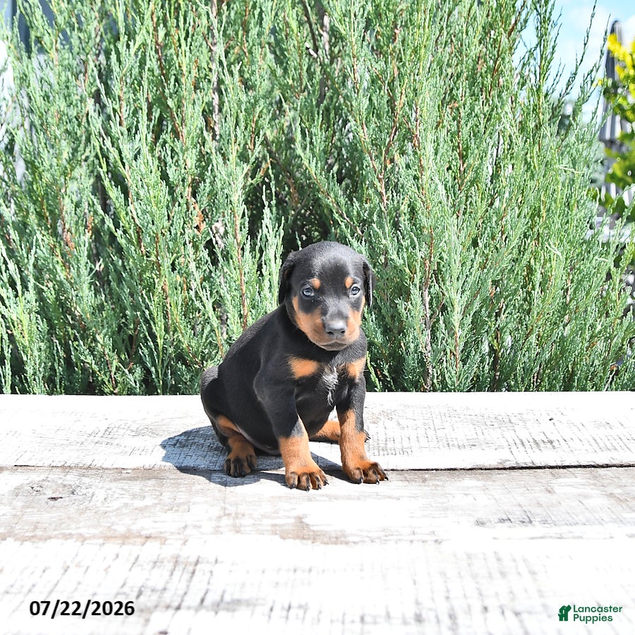 Doberman Pinscher dogs Otto - Ad 2