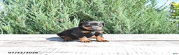 Doberman Pinscher dogs for sale: Otto - Ad 2
