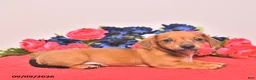 Miniature Dachshund dogs for sale: Winona - Ad 4