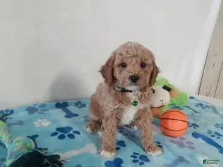 Maltipoo dogs Marvin - Ad 40