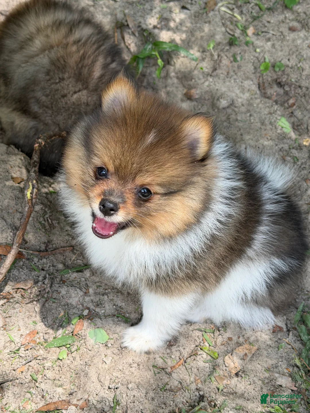 Pomeranian dogs for sale: Pinzo - Ad 2
