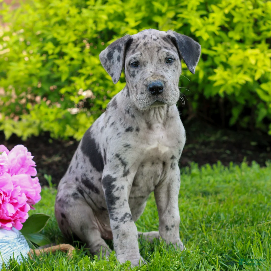 Great Dane dogs for sale: Ranger  - Ad 1