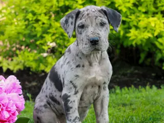 Great Dane dogs for sale: Ranger - Ad 3