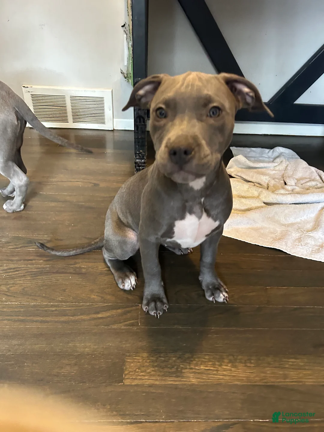 American Bully dogs for sale: American Bully Puppy 8 - Ad 2