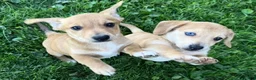 Mixed Breed dogs for sale: Classic Dorgi Female - Corgi & Dachshund Mix - Ad 16
