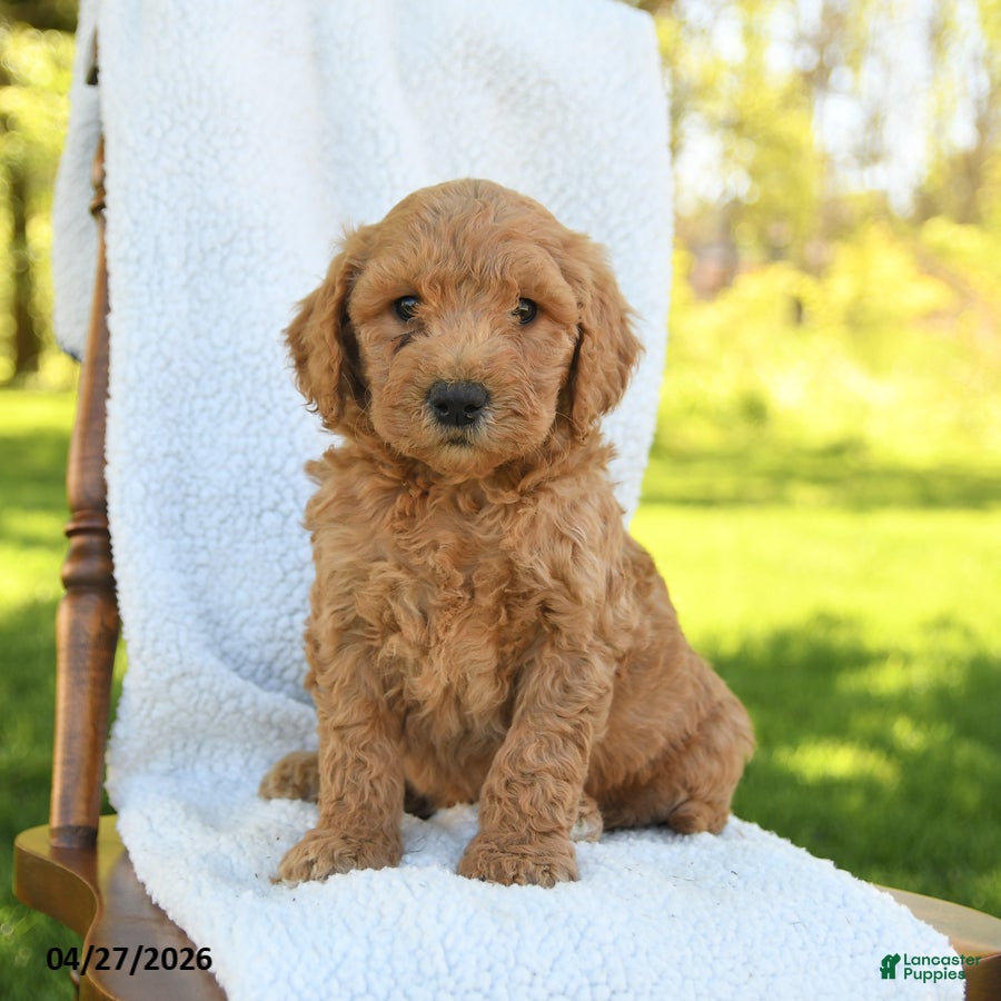 Goldendoodle dogs Clay - Ad 1
