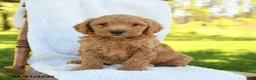 Goldendoodle dogs for sale: Clay - Ad 1