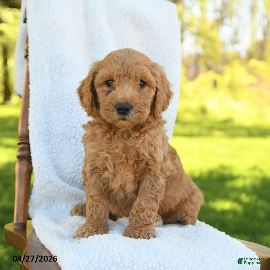 Goldendoodle dogs for sale: Clay - Ad 1