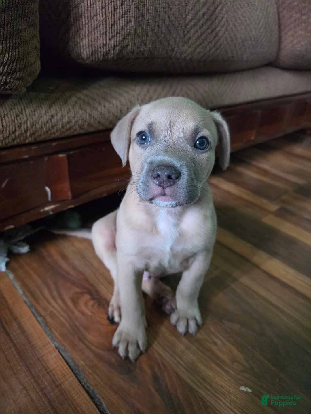 Mixed Breed dogs for sale: Mustard  - Ad 2
