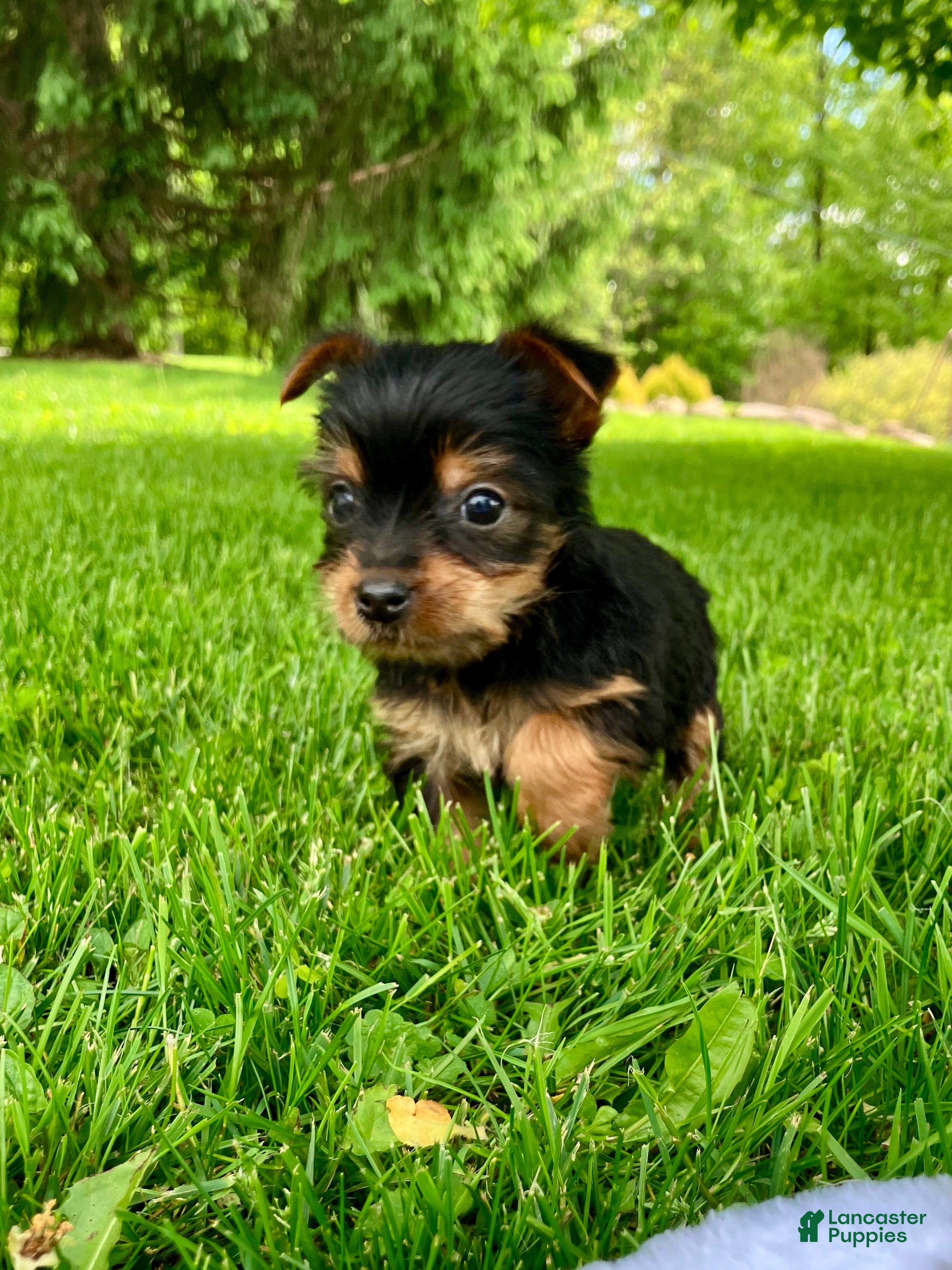 Yorkshire Terrier dogs Amelia  - Ad 2