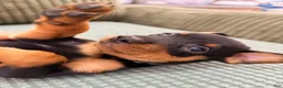 Miniature Pinscher dogs for sale: Loki - Ad 9
