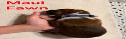 Boxer dogs for sale: Maui - Ad 4