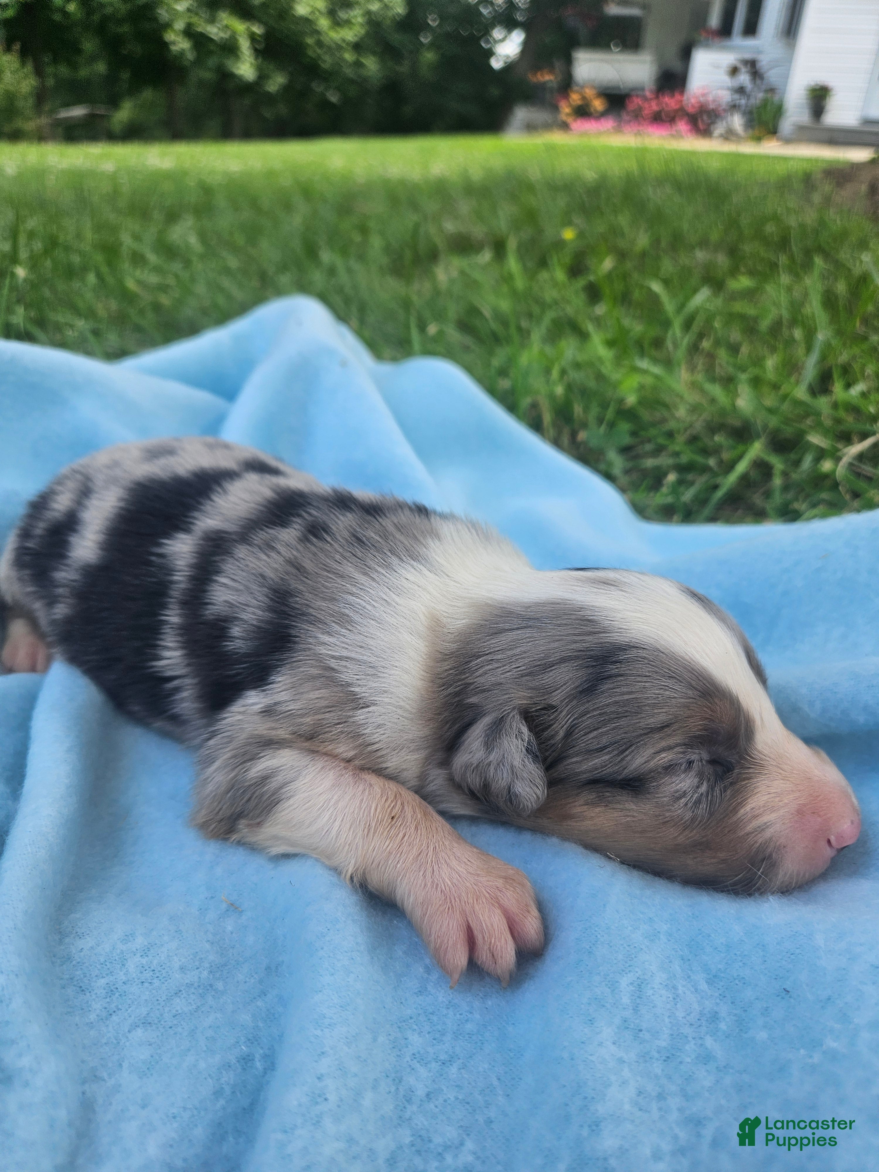 Australian Shepherd dogs Levi - Ad 34