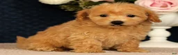 Bichpoo dogs for sale: Jenna - Ad 5