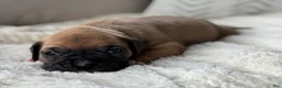 Boxer dogs for sale: Nova - Ad 5