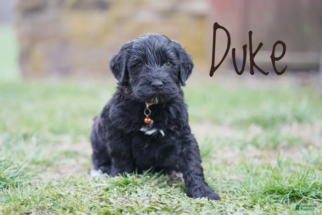 Portuguese Water Dog dogs for sale: Duke - Ad 1