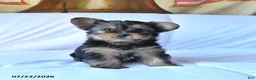 Yorkshire Terrier dogs for sale: Ribbon - Ad 4