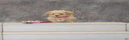 Havapoo dogs for sale: Peggy 🌷 Toy/Minature - Ad 3