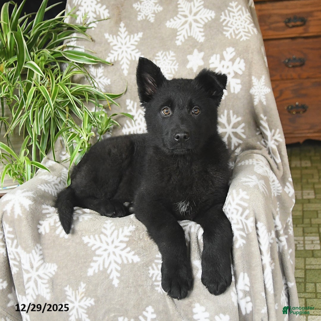 German Shepherd dogs for sale: Penny - Ad 5
