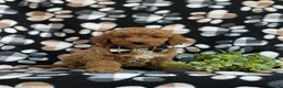 Cockapoo dogs for sale: Nicolas Hypoallergenic - Ad 3