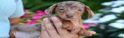 Miniature Dachshund dogs for sale:  Zion💙 - Ad 7