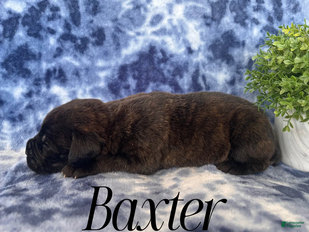 Cane Corso dogs for sale: Nikki - Ad 20