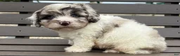Cavapoo dogs for sale: Diamond - Ad 1