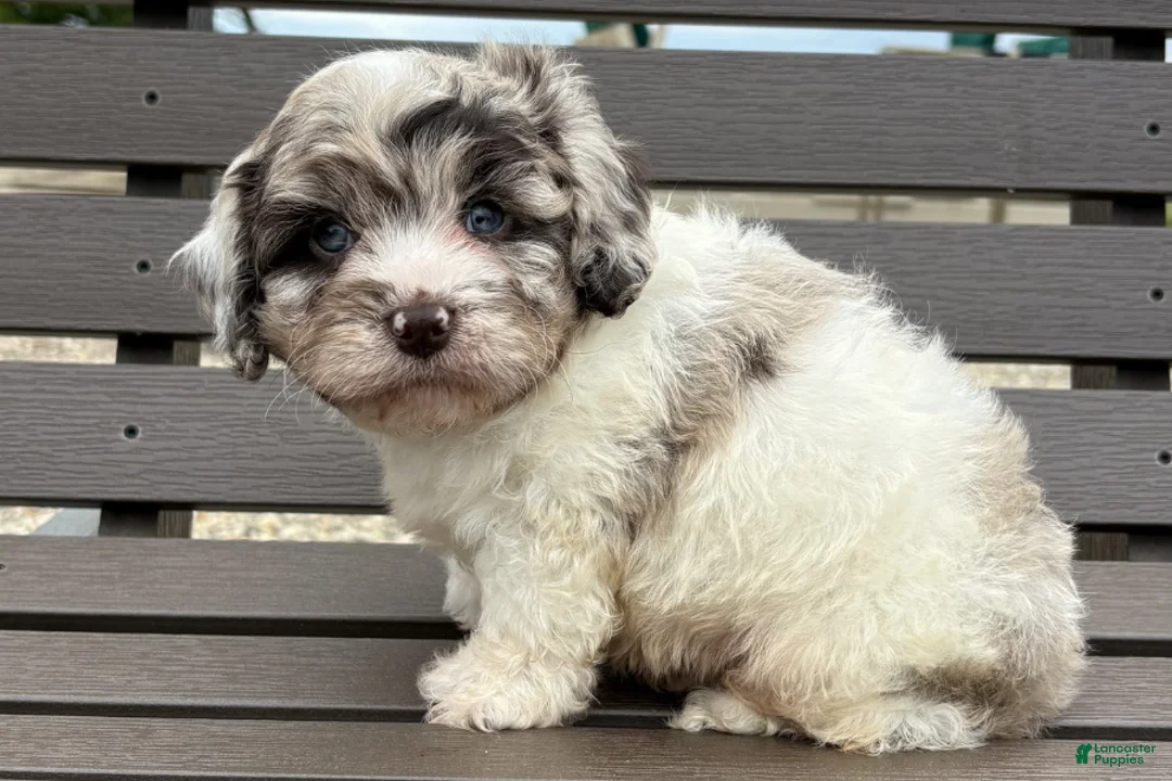 Cavapoo dogs for sale: Diamond - Ad 1