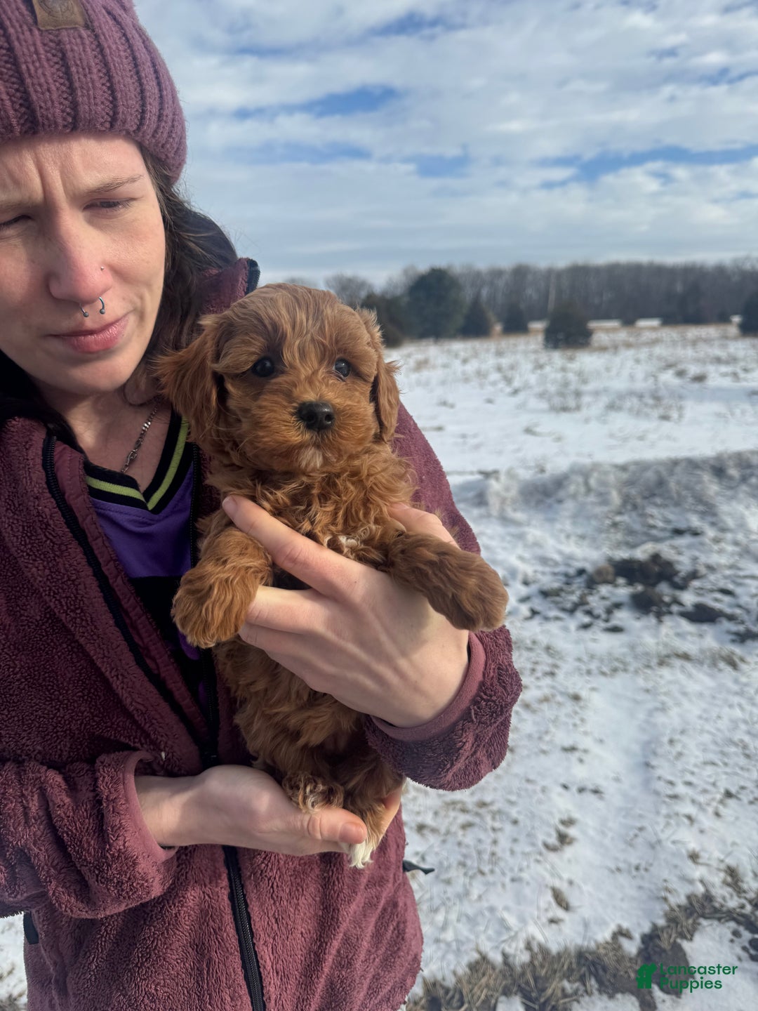 Mini Goldendoodle dogs for sale: Mini Goldendoodle Puppy 3 - Ad 1