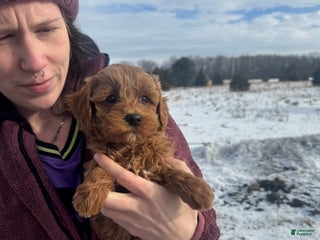 Mini Goldendoodle dogs Mini Goldendoodle Puppy 3 - Ad 5