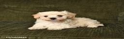 Maltipoo dogs for sale: Lucky - Ad 4